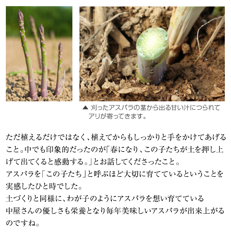 絶品アスパラと極上ベーコンのコラボレーション企画 