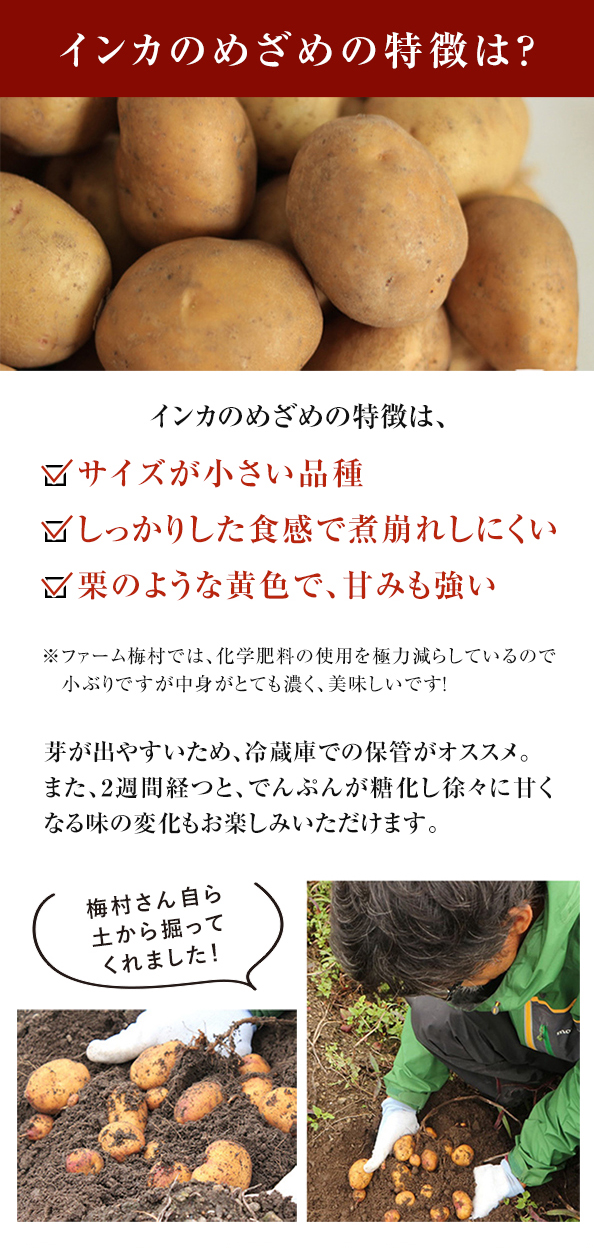 秋の味覚セット