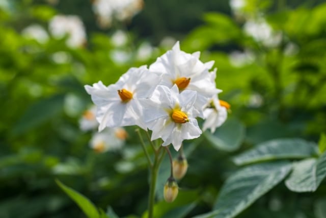 じゃがいもの花