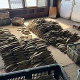 鹿児島県指宿市の削り節工場に積まれたかつお節